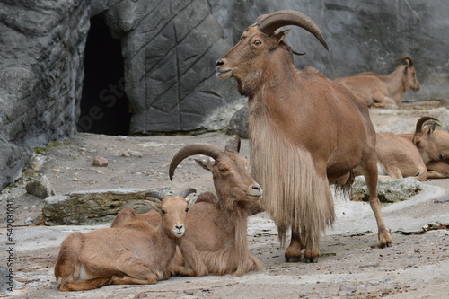 Canvas Print barbary sheep family at the zoo
