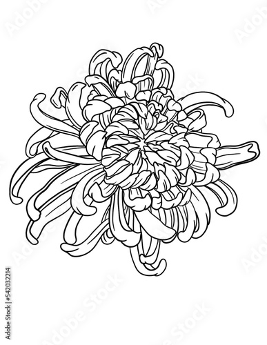 Hand drawn Сhrysanthemum line art flower in png with transparent background