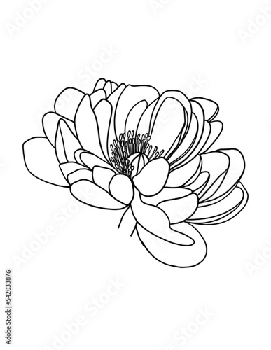 Hand drawn Anemone line art flower in png with transparent background