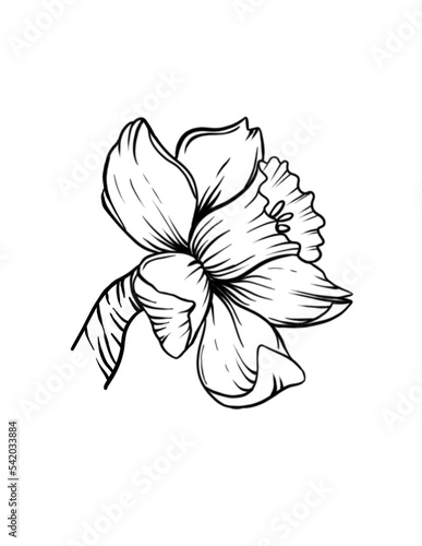 Hand drawn Narcissus line art flower in png with transparent background