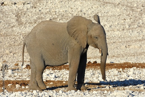 Afrikanischer Elefant (locodonta africana) am Wasserloch Olifantsbad im Etosha Nationalpark.  photo