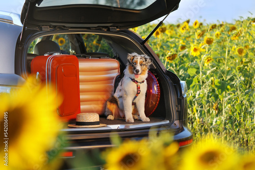 Australian shepherd puppy sitting in the car trunk with baggage against sunflowers field