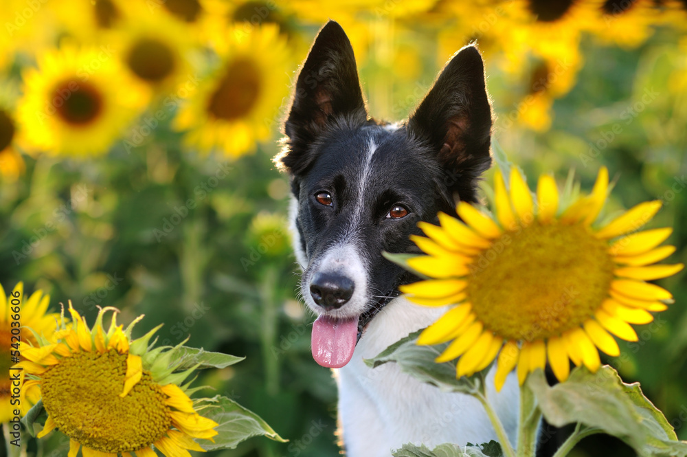 Close-up portrait of a border collie dog at the sunflower farm