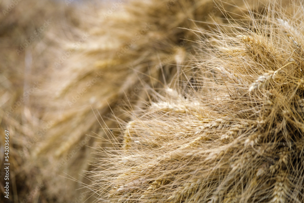 Fototapeta premium Bunch of ripe wheat spikelets