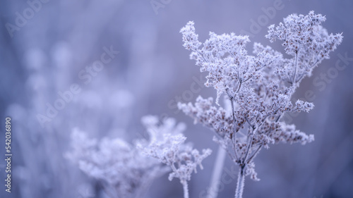 Hoarfrost branch background texture. Fresh ice and snow winter backdrop with snowflakes and mounds. Seasonal wallpaper. Frozen water shapes and figures. Cold weather atmospheric precipitation.