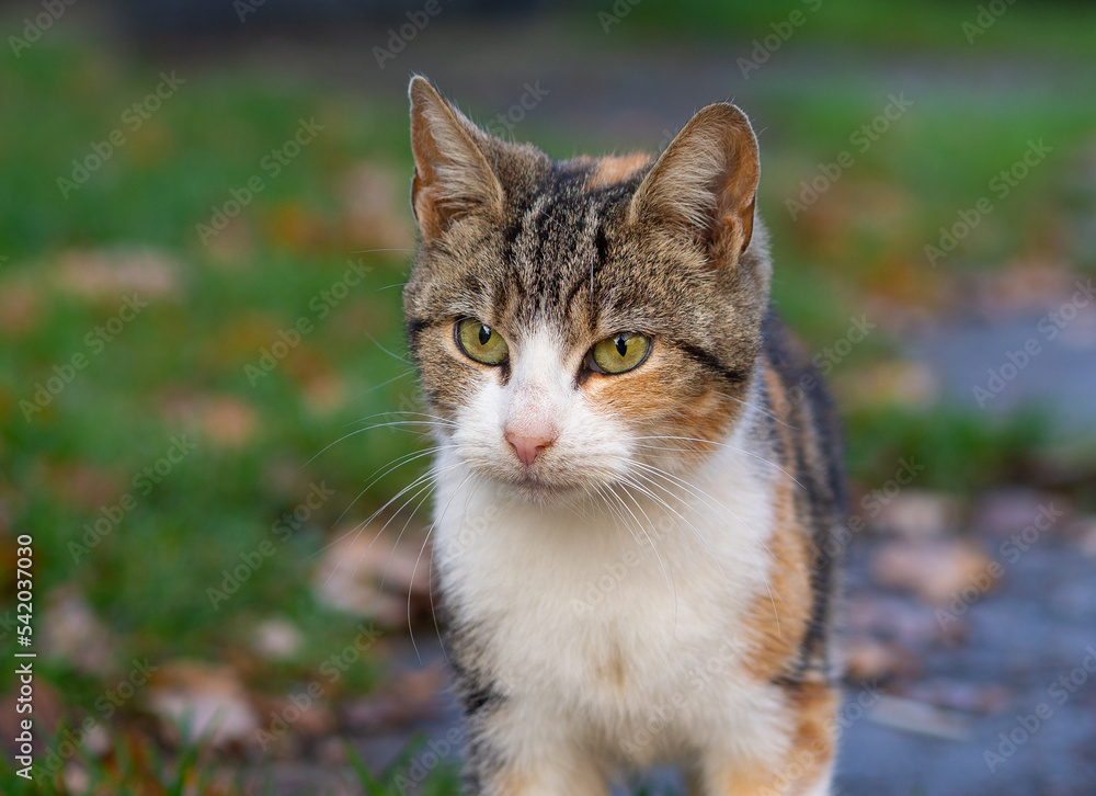 Obraz premium kot domowy