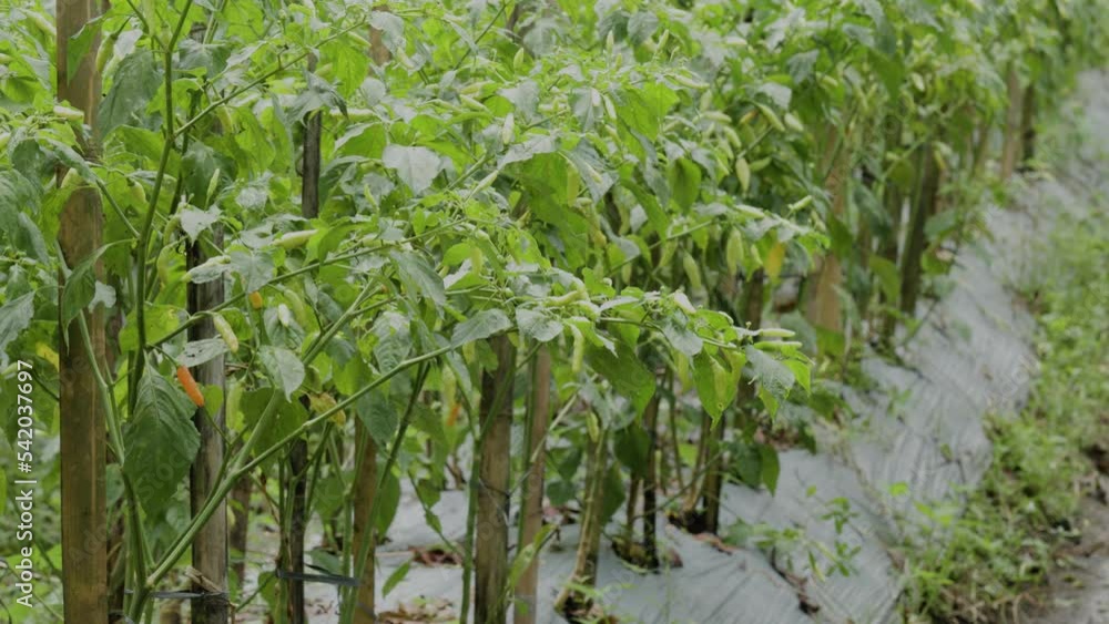 Chilli plants that have matured and are bearing fruit are planted in the fields with a semi-traditional system Chilli plants that have matured and are bearing fruit are planted in the fields with a semi-traditional system