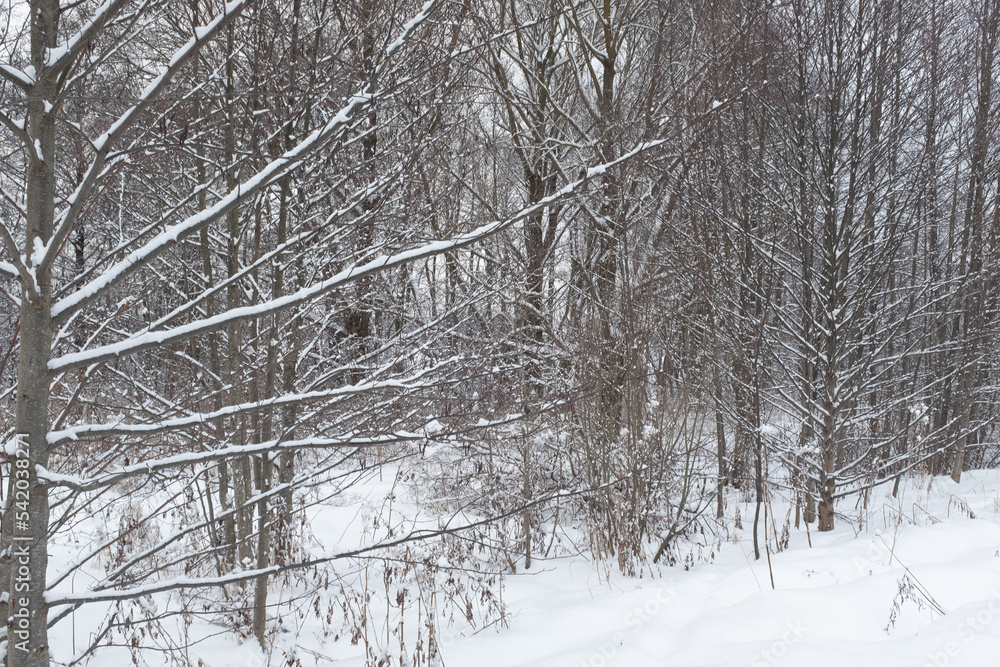 Winter forest landscape after snowfall. Snow-covered trees backgrounded gray sky. Winter background for poster, calendar, post, screensaver, wallpaper, postcard, card, banner, cover, website