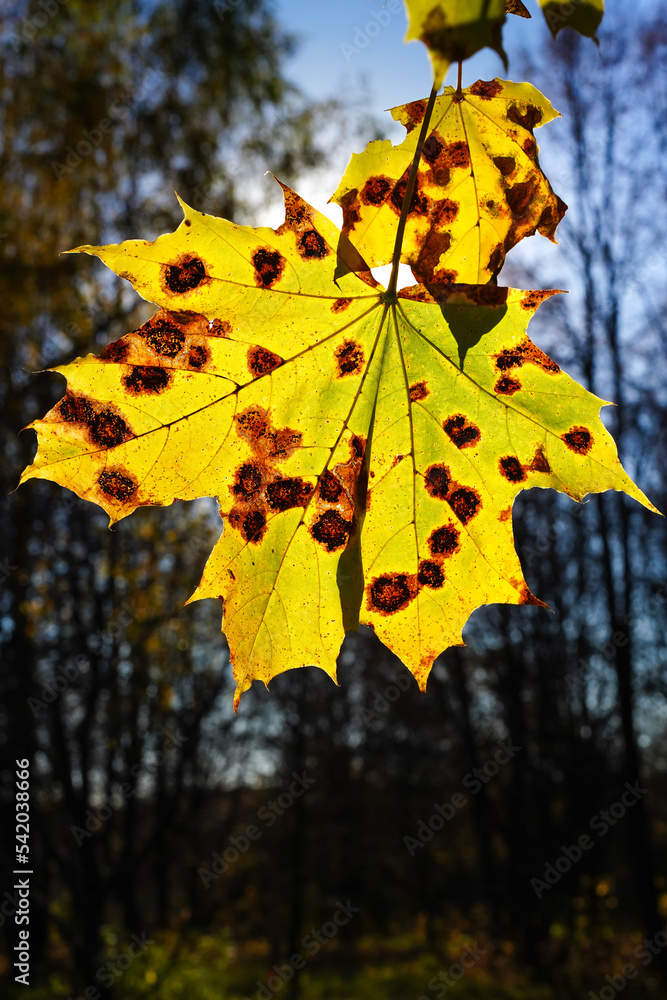 Obraz premium The yellow fall leaf of a maple tree is lighted by the sun, against the background of the sky and forest. The sun illuminates a large carved maple tree leaf, covered in reddish brown spots, close-up