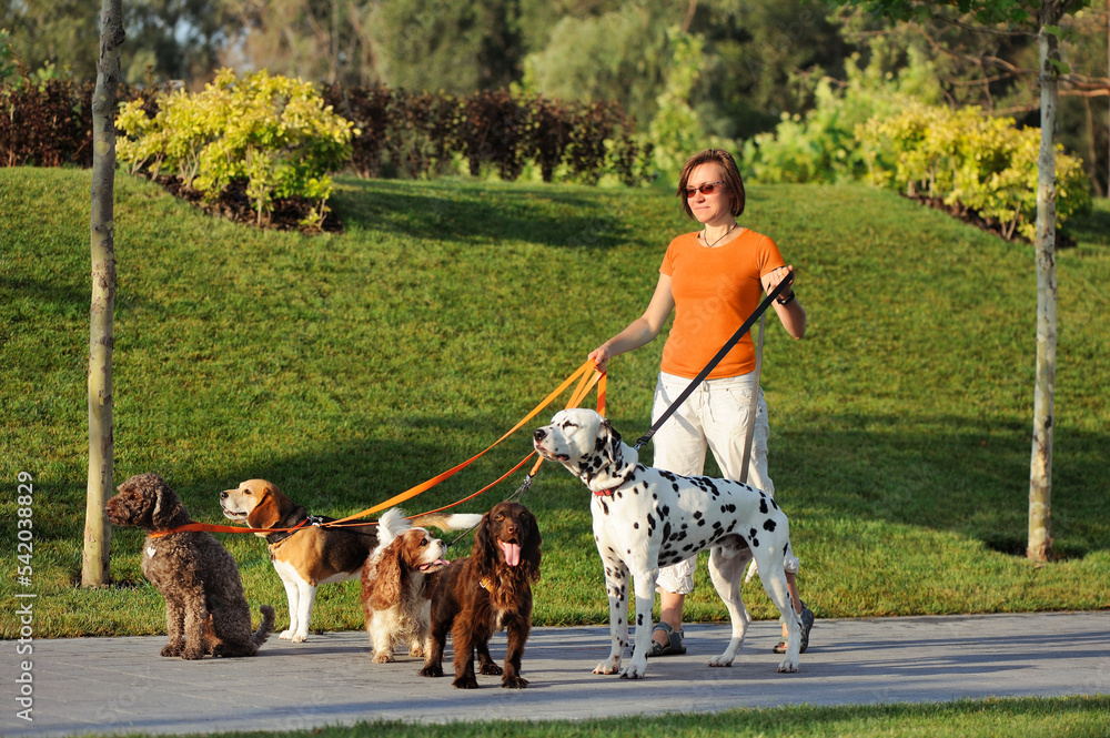 Woman dog walker with dogs in the park