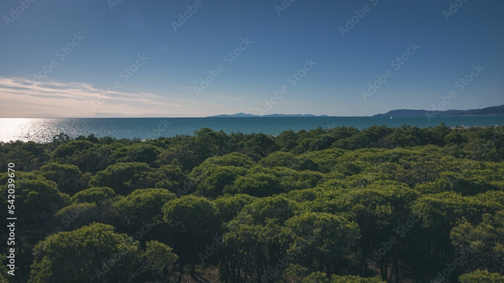 Beautiful shot of treetops with a background of a seascape