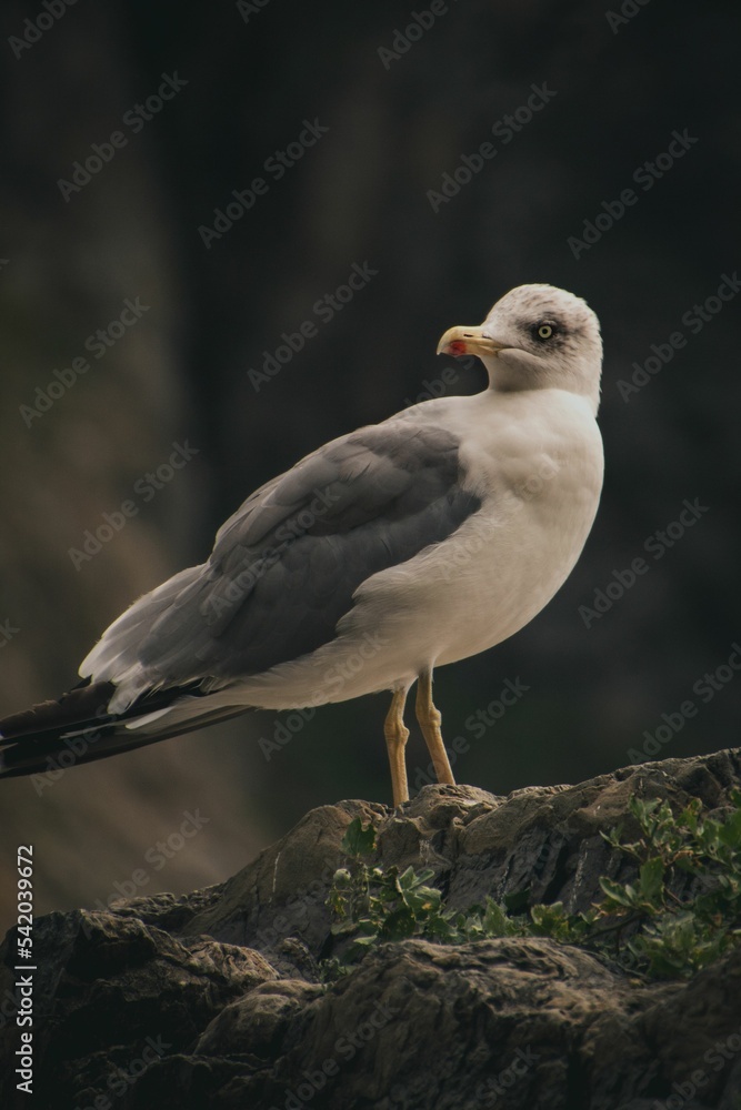 Vertical shot of a seagull on a rock with a blurred background Vertical shot of a seagull on a rock with a blurred background