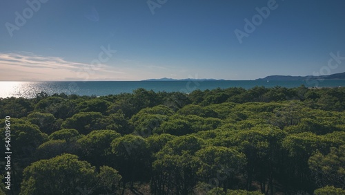 Beautiful shot of treetops with a background of a seascape