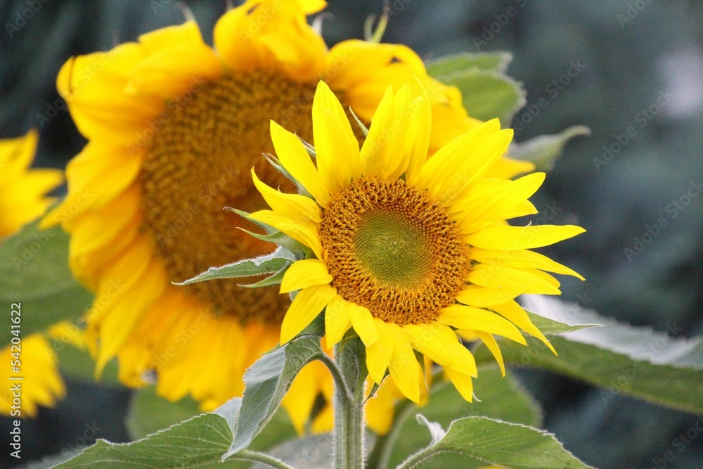 Selective focus shot of a sunflower in the field with blur background Selective focus shot of a sunflower in the field with blur background