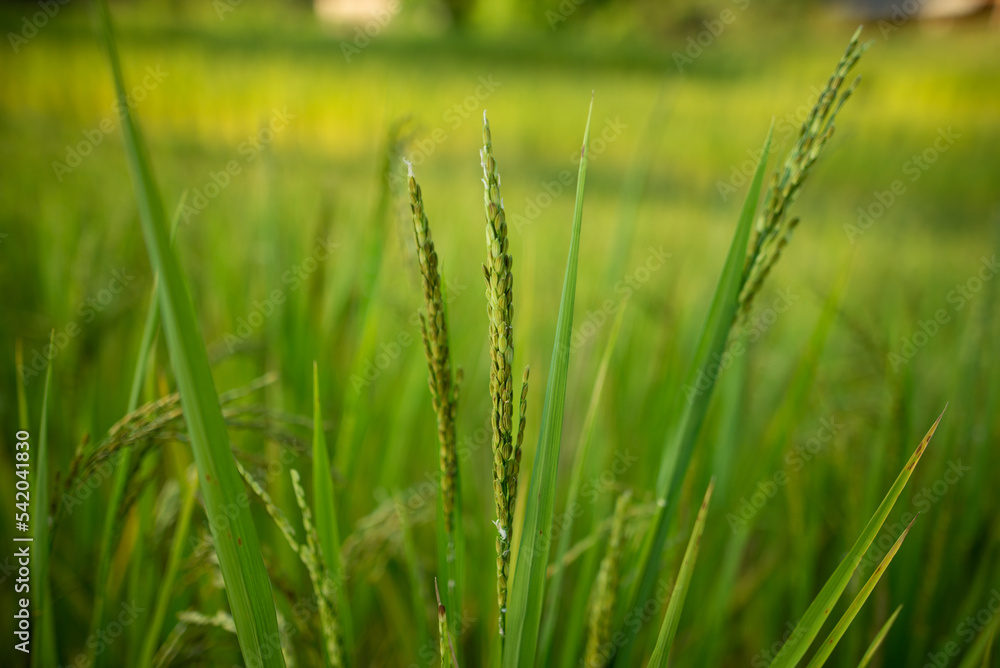 green wheat field