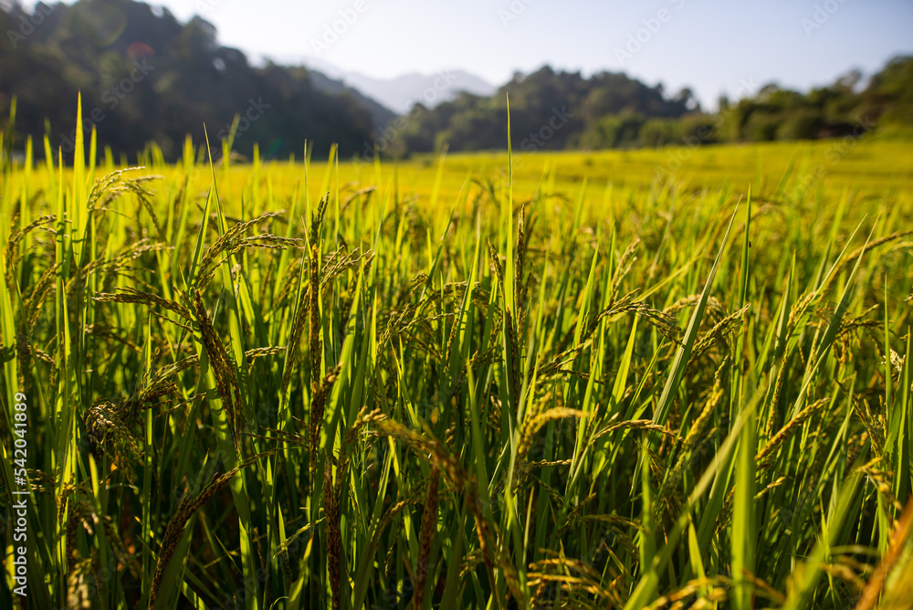golden rice fields golden rice fields