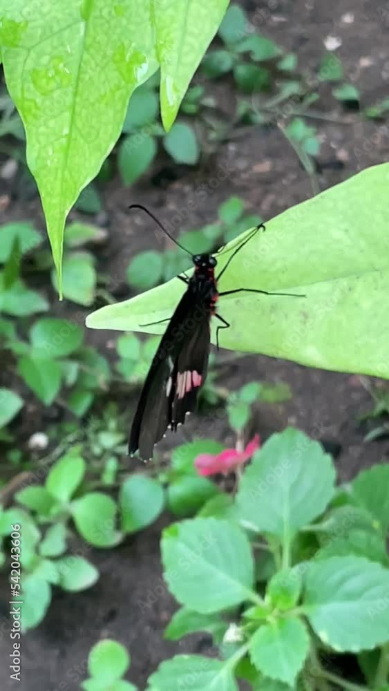 Macro of a butterfly perched on a green leaf Macro of a butterfly perched on a green leaf