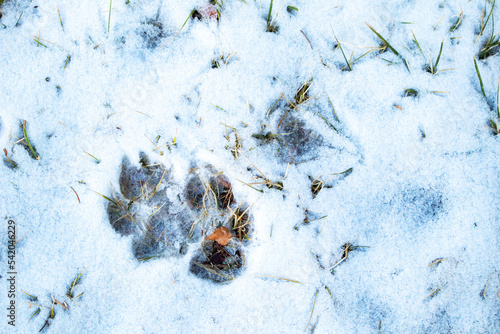dog tracks on fresh snow. footprints in the snow