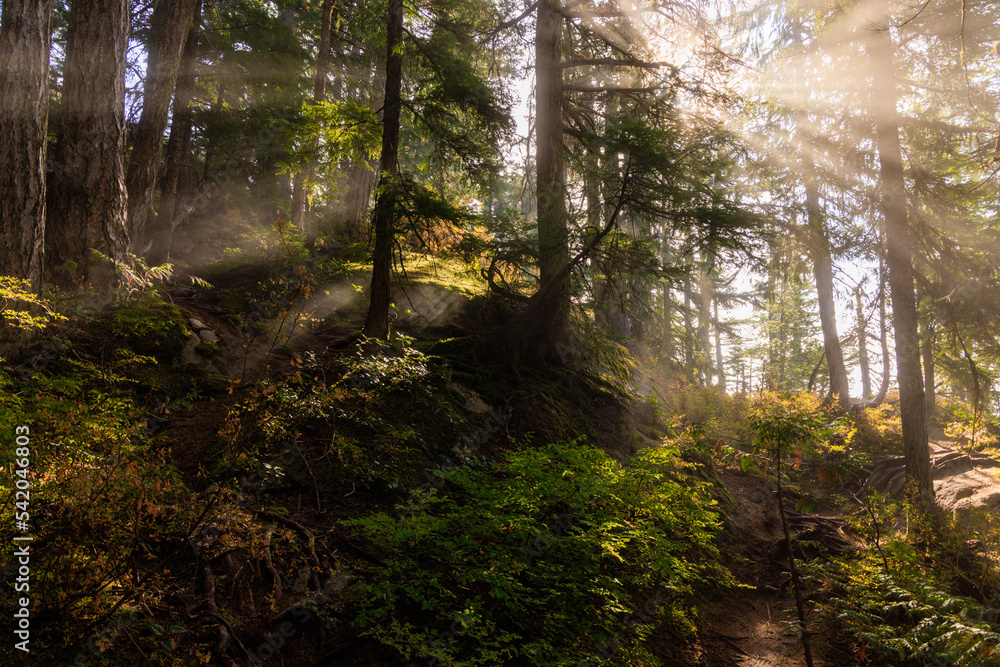 Light beams and sunburst in the woods.