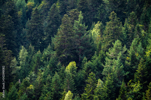 Green pine trees. Close-up landscape from some trees in the mountains. Background for ecology concept, take care of the planet and green thinking.