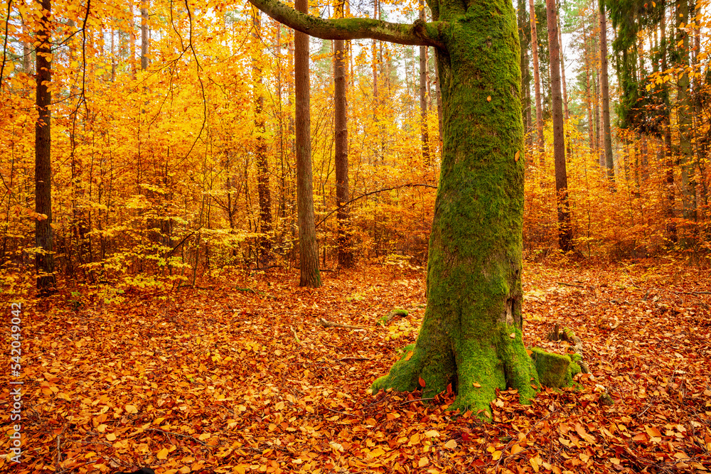 Naklejka premium Kolorowy jesienny las. Leśny krajobraz w jesiennych pomarańczowo-złotych kolorach.