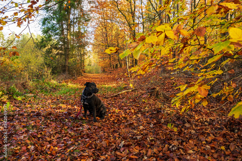 Czarny pies  w kolorowym jesiennym lesie. Leśny krajobraz w jesiennych pomarańczowo-złotych kolorach.