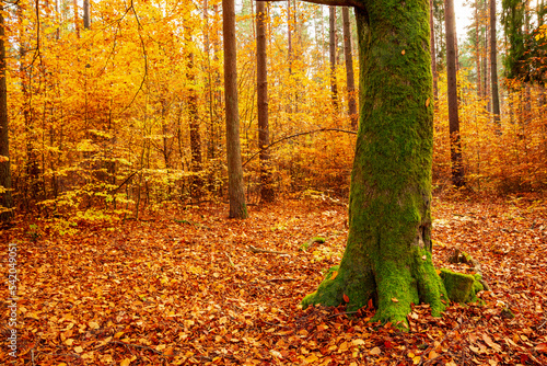Kolorowy jesienny las. Le  ny krajobraz w jesiennych pomara  czowo-z  otych kolorach.