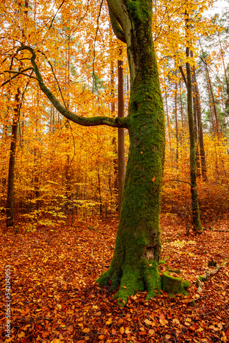 Kolorowy jesienny las. Leśny krajobraz w jesiennych pomarańczowo-złotych kolorach.