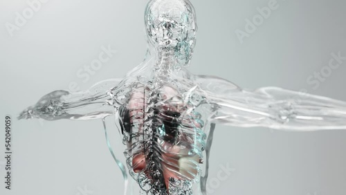 loop animation of Diaphragm Human Respiratory System Anatomy, Medical Concept, the diaphragm muscle on skeleton, 3D render