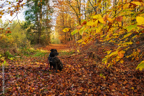 Czarny pies w kolorowym jesiennym lesie. Leśny krajobraz w jesiennych pomarańczowo-złotych kolorach.