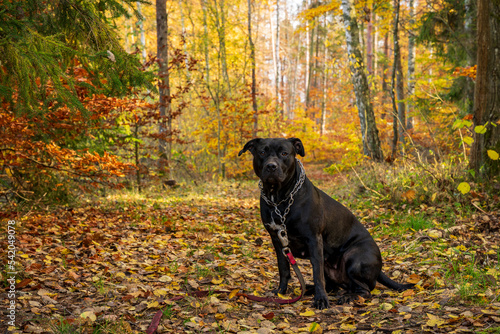 Czarny pies w kolorowym jesiennym lesie. Leśny krajobraz w jesiennych pomarańczowo-złotych kolorach.