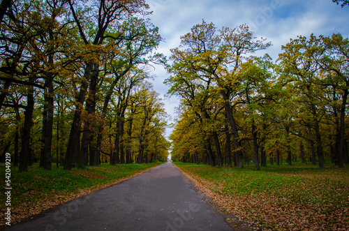 Fototapeta Naklejka Na Ścianę i Meble -  road in the park