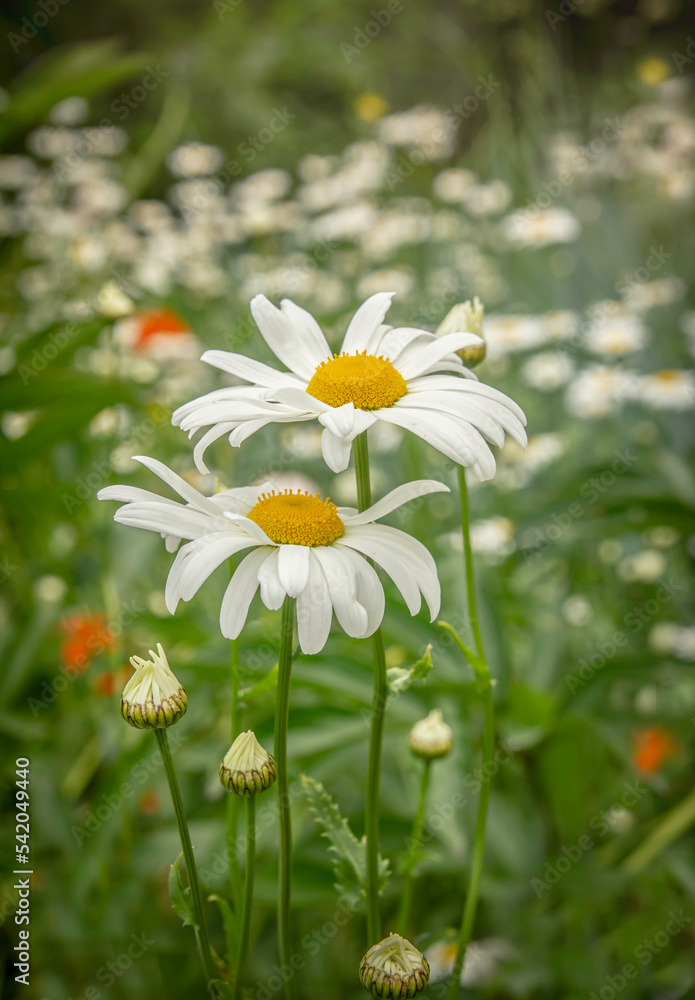 Decorative garden white daisies bloom in the summer garden Decorative garden white daisies bloom in the summer garden
