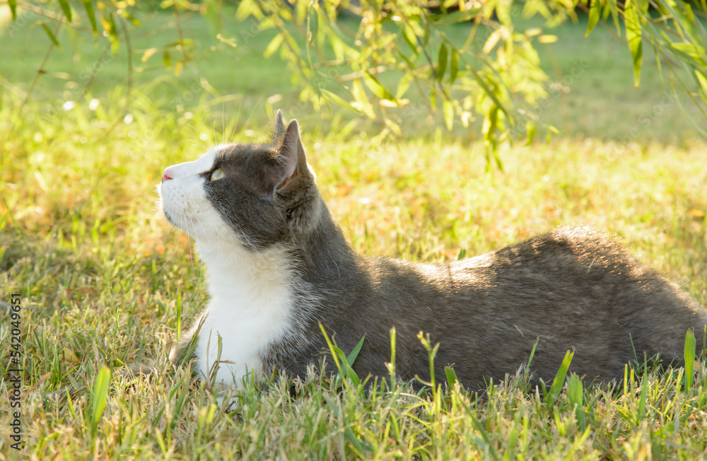 Beautiful gray and white cat in grass in the shade of a willow tree, looking up; back lit by late afternoon sun