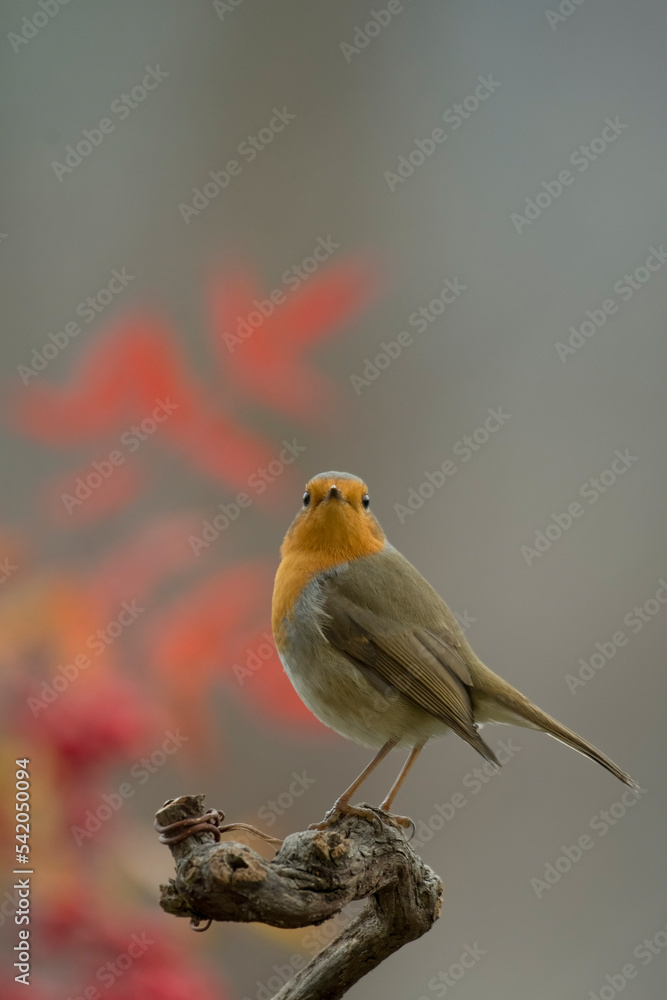 Portrait of a robin on a vine branch looking curiously into the camera with a funny expression and autumn leaves in the background. Piedmont, Italy