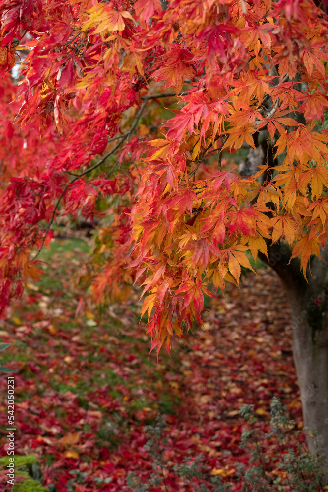 Acer maple trees with leaves in stunning autumn colours, photographed in the garden at RHS Wisley, near Woking in Surrey UK. Acer maple trees with leaves in stunning autumn colours, photographed in the garden at RHS Wisley, near Woking in Surrey UK.