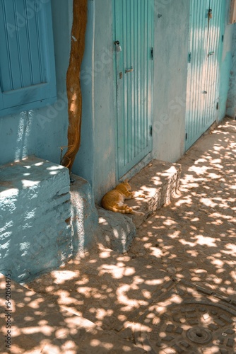 Adorable cat lying on the alley between blue-washed buildings in Chefchaouen, Morocco © Zakariae Daoui/Wirestock Creators