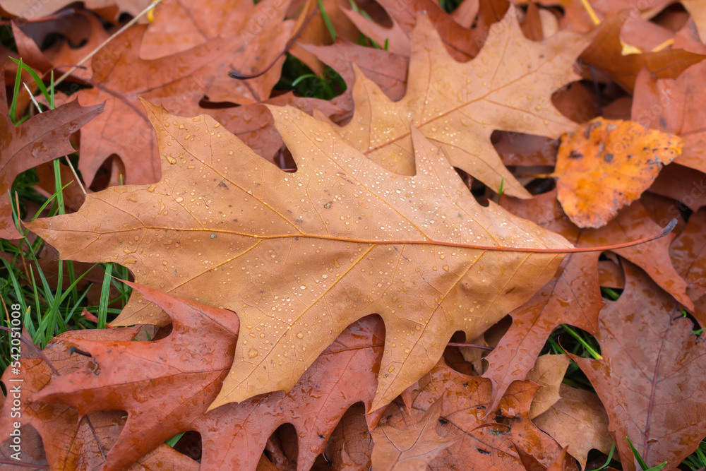 Fallen leaves with rain drops. Golden autumn in park. November landscape. Autumn scenery. Autumn trees in forest. Picturesque fall. Golden leaves on the ground close up. Autumn wallpaper. Fallen leaves with rain drops. Golden autumn in park. November landscape. Autumn scenery. Autumn trees in forest. Picturesque fall. Golden leaves on the ground close up. Autumn wallpaper.