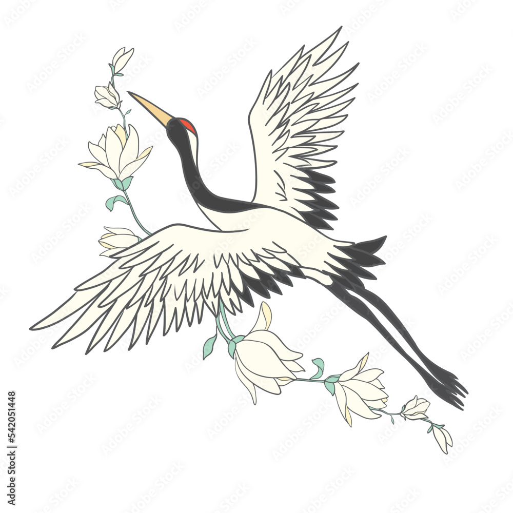 Fotografie Japanese crane bird isolate on a white background.