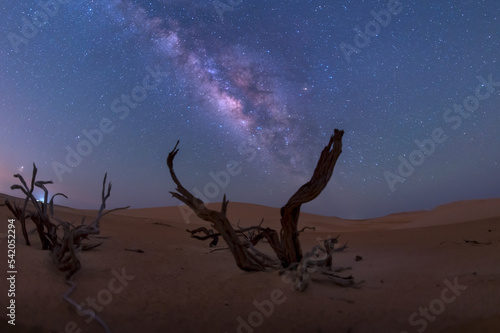 Fototapeta Naklejka Na Ścianę i Meble -  milky way behind dead tree in the desert of empty quarter.