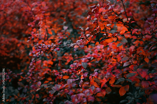 Beautiful fabulous red cotoneaster leaves grow on a bush on a dark autumn day. The colors of autumn and the beauty of nature. photo