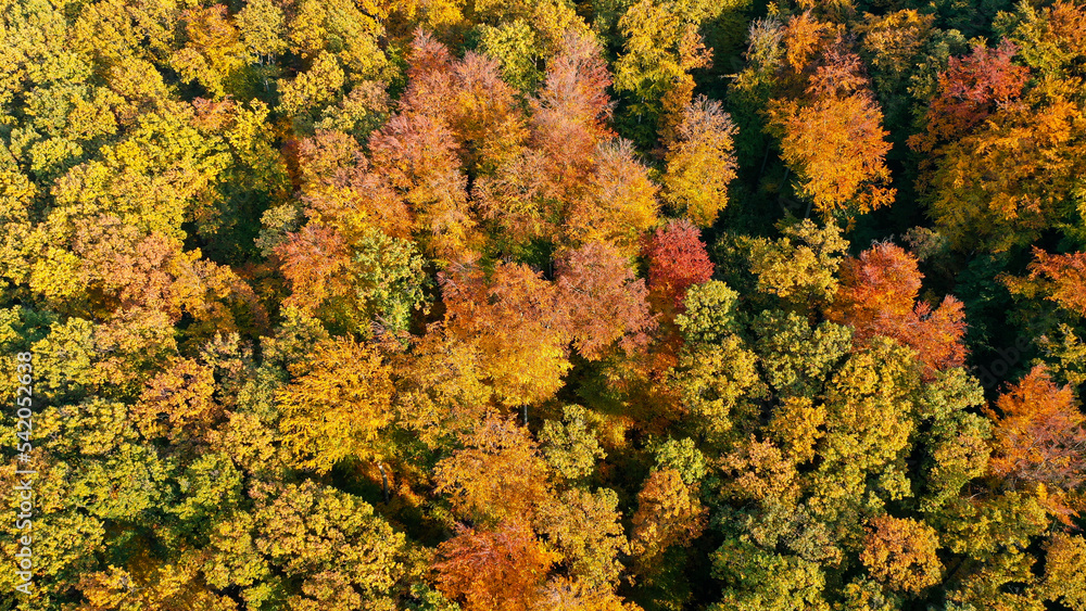 red and yellow woods red and yellow woods