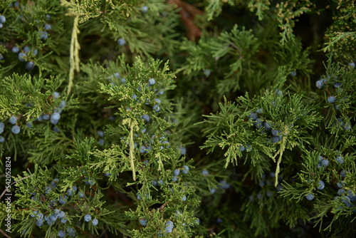 background green juniper branches texture ripe blue berries close-up gradient turquoise color fragrant spice in nature