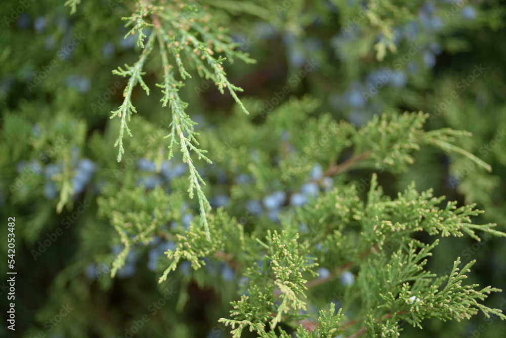 background green juniper branches texture ripe blue berries close-up gradient turquoise color fragrant spice in nature background green juniper branches texture ripe blue berries close-up gradient turquoise color fragrant spice in nature