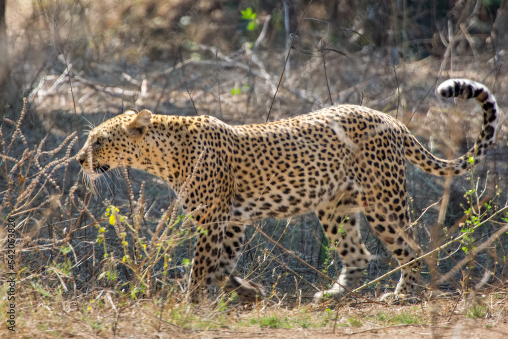 Leopard walking in the grass in Lower Zambezi National Park, Zambia Leopard walking in the grass in Lower Zambezi National Park, Zambia