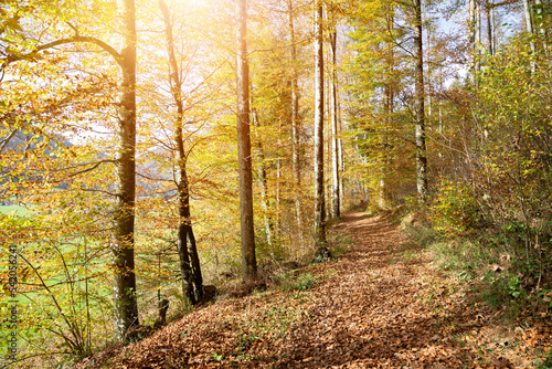 Forest landscape in autumn  Colorful leaves  sunbeams and positive atmosphere