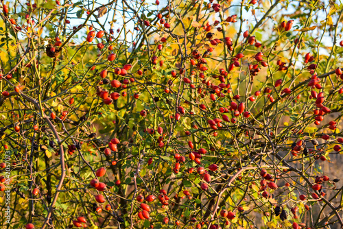 Red little Rose Hips. Rose Hips in the bushes.