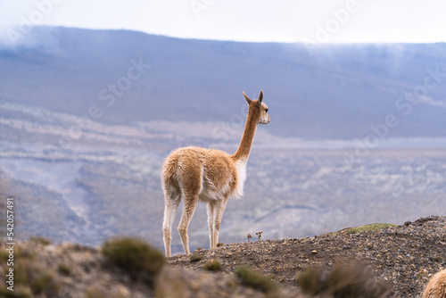 Vicuñas of Chimborazo, natural fauna of the national park
