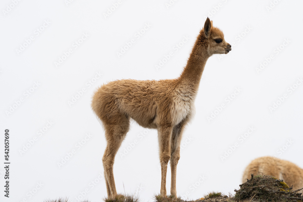 Vicuñas of Chimborazo, natural fauna of the national park Vicuñas of Chimborazo, natural fauna of the national park