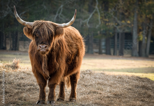 Highland Bull Staring at you!